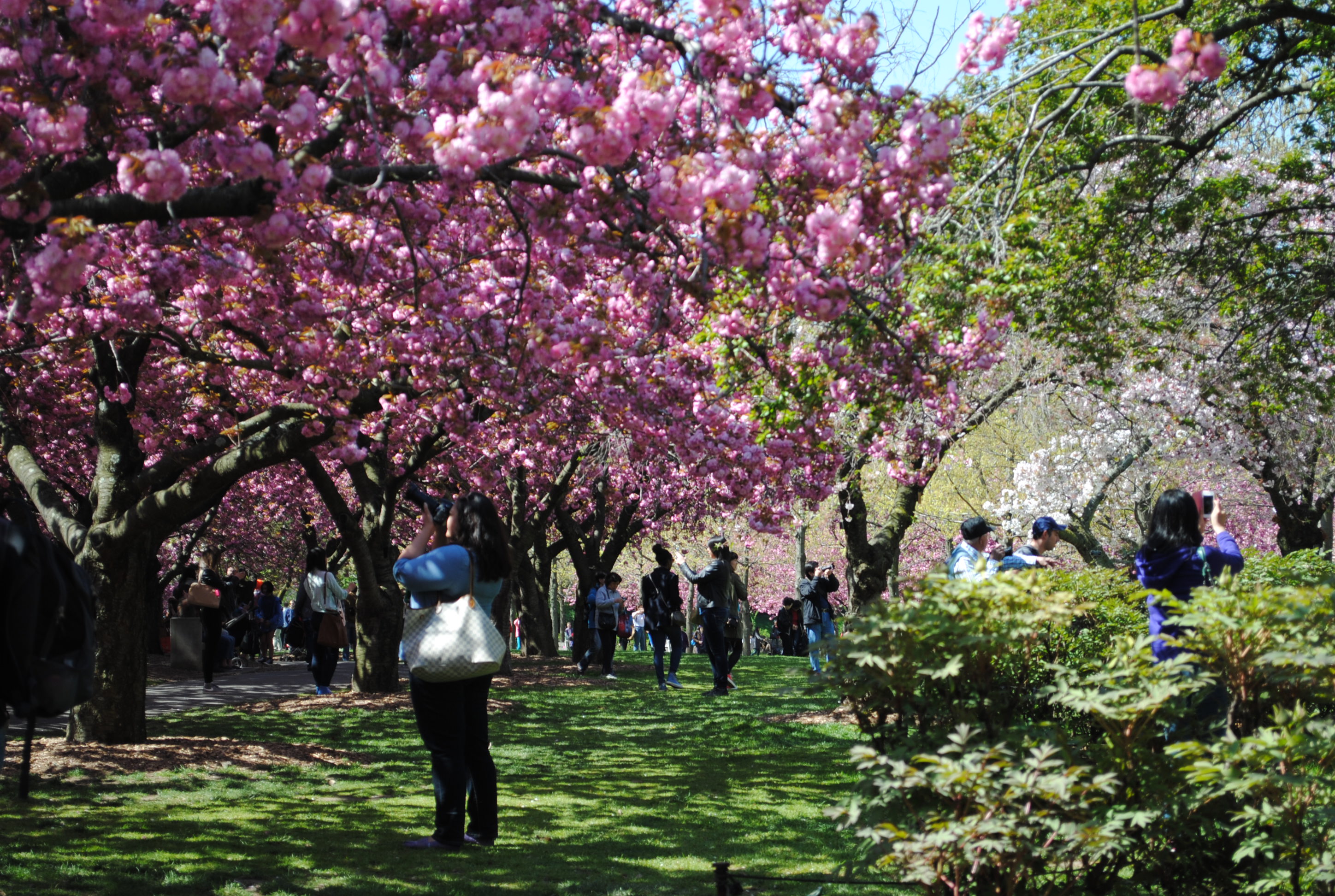 Cherry blossoms at the Brooklyn Botanic Garden Noted in NYC